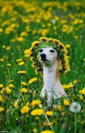 chien_fleur_hippie.jpg