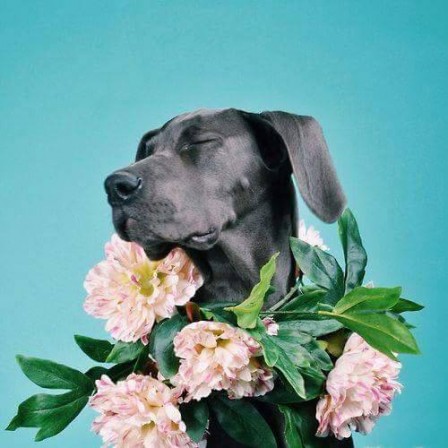 chien_fleur_modeste_gloire_bienvenue.jpg