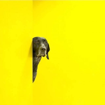 chien_fond_jaune.jpg
