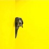 chien_fond_jaune.jpg