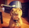 chien_fou.jpg