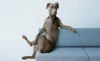 chien_frime_psychanalyse.jpg