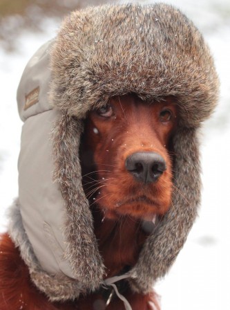 chien_froid_casquette_fourree.jpg