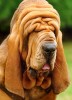 chien_front_plisse.jpg