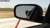 chien_fuck_you_voiture_vacances_salut.gif