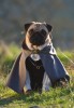 chien_gandalf.jpg