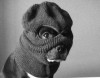 chien_gangster.jpg