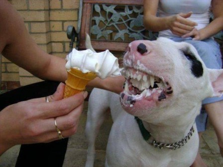 chien_glace_goinfre.jpg