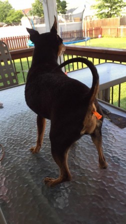 chien_gonflable.jpg, janv. 2016 chien_gonflable.jpg