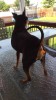 chien_gonflable.jpg