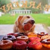chien_gourmand_amour.jpg
