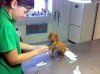 chien_hopital.jpg