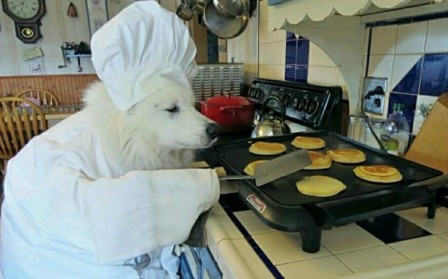 chien hygiène en cuisine.jpg