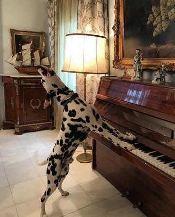 chien il jouait du piano debout.jpg