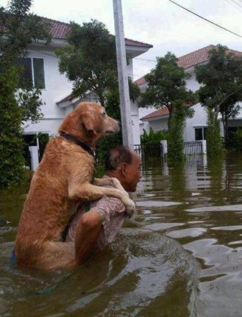 chien_inondation.jpg