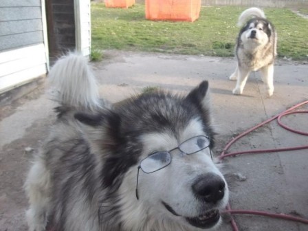 chien intellectuel à lunettes.jpg