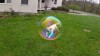 chien je vivais dans une bulle.jpg