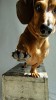 chien_justice_levez_la_main_droite.jpg