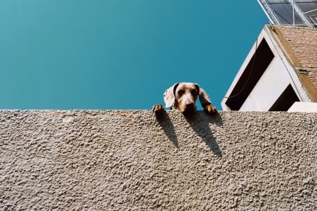 chien la fête des voisins.jpg