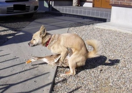 chien_la_nuit_tous_les_canard_sond_gris_sexe_saint_valentin.jpg