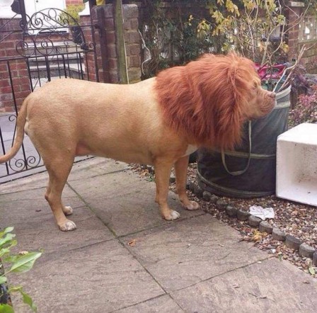 chien_lion_criniere.jpg