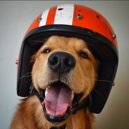 chien_moto_casque_niais.jpg