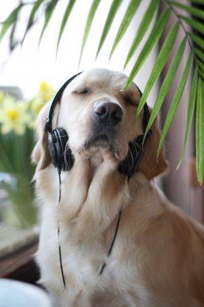 chien_musique_melomane.jpg