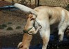 chien_ne_me_quitte_pas.jpg