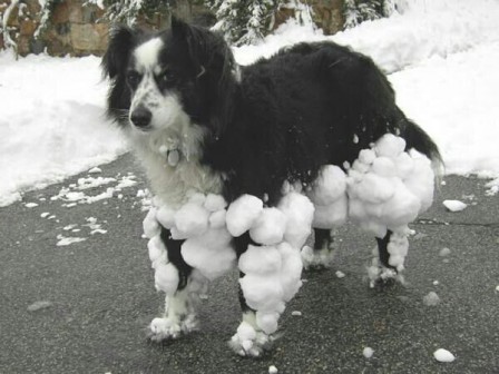 chien_neige.jpg