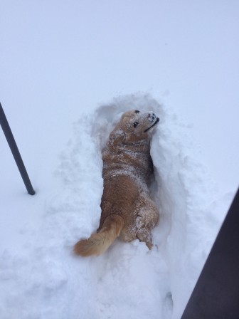 chien_neige_plaisir_cocaine.jpg