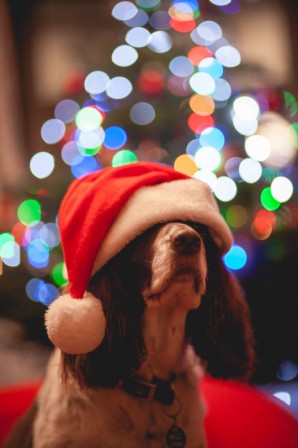 chien_noel_bonnet_la_fete_est_finie.jpg