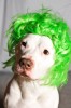chien_oui_c_est_une_perruque.jpg