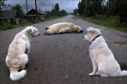 chien_ours_crime_mystere_rechauffement_climatique____________-________.jpg