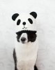 chien_panda.jpg