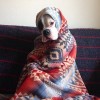 chien_parfois_je_me_sens_vieux.jpg