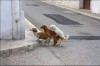 chien_partouze________________.jpg