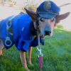 chien_policier_menottes.png