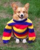 chien_pull_content.jpg