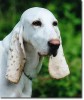 chien_quelqu__un_veut_une_crepe_bon_appetit_chandeleur.jpg