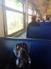 chien_resquilleur_sans_billet.png