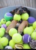chien_reve_balle.jpg