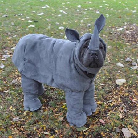 chien rhinocéros.jpg
