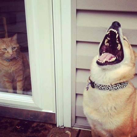 chien_rire_moquerie_chat.jpg