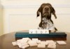 chien_scrabble.jpg