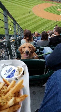 chien soir de match.jpg