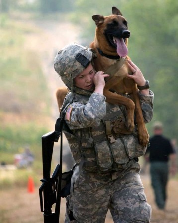 chien_soldat_veteran_guerre.jpg
