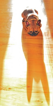 chien_soleil_batman.jpg