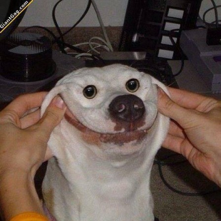 chien_sourire_Atelita_Bellesa_bonjour.jpg