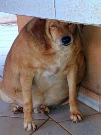 chien_surpoids.jpg