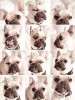 chien_suspect.jpg